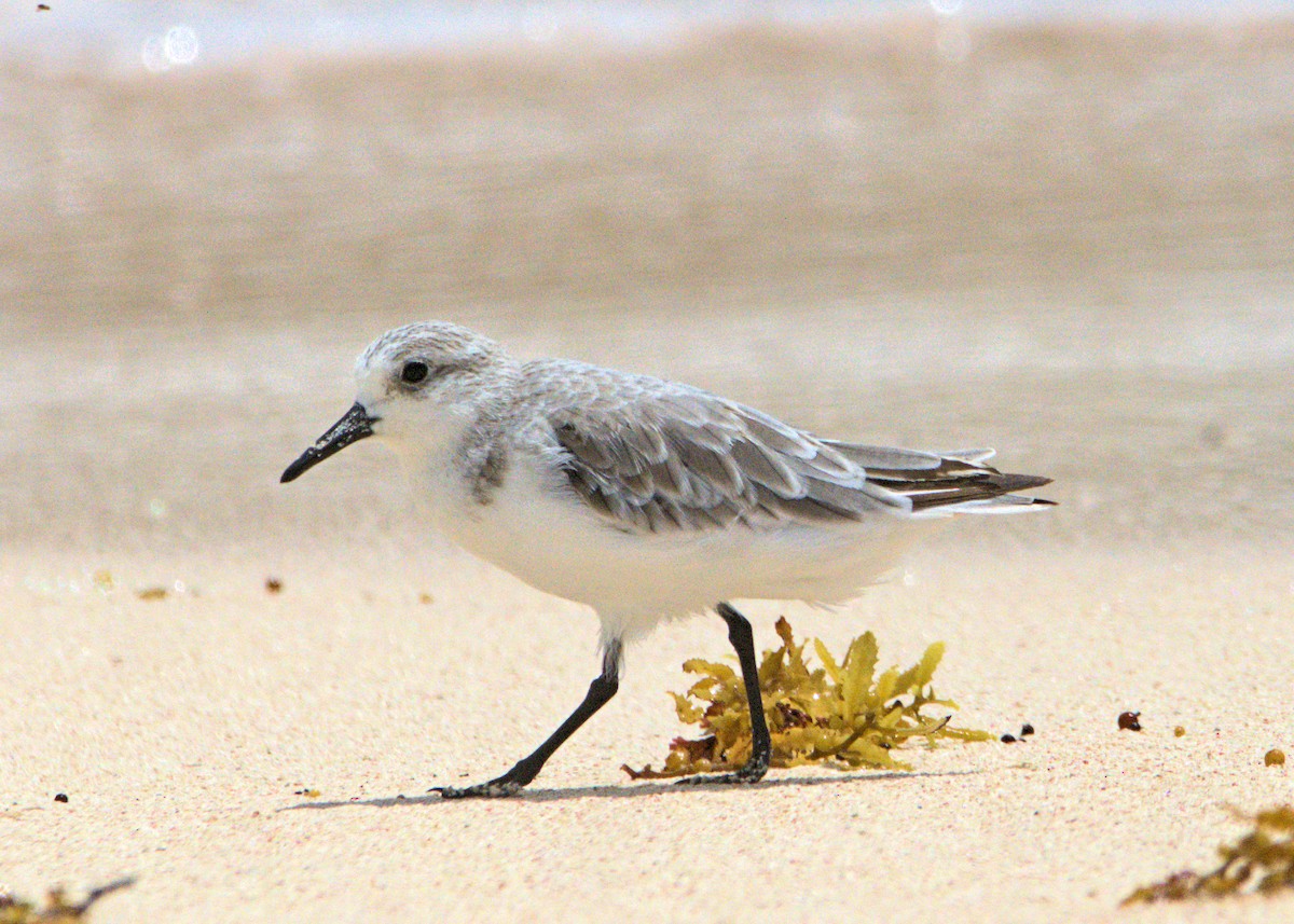 Bécasseau sanderling - ML180328601