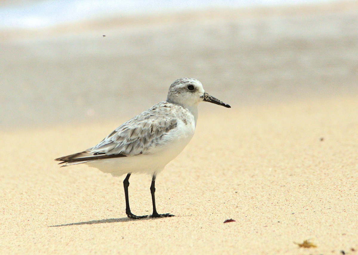 Bécasseau sanderling - ML180328661