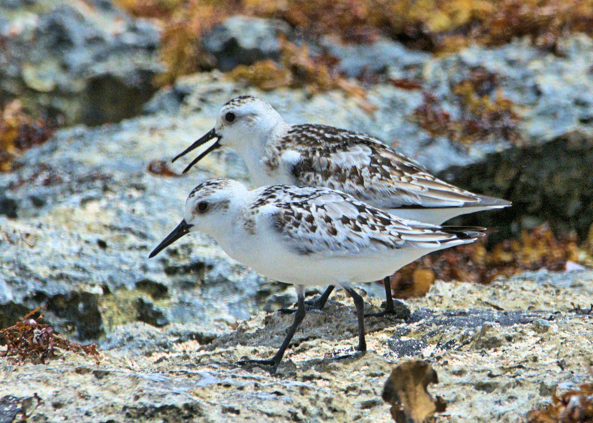 Bécasseau sanderling - ML180328901