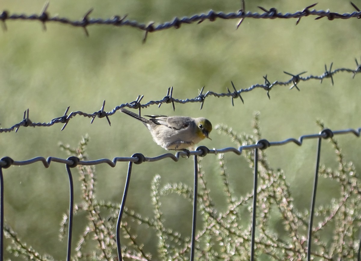 Pájaro Moscón Baloncito - ML180329541