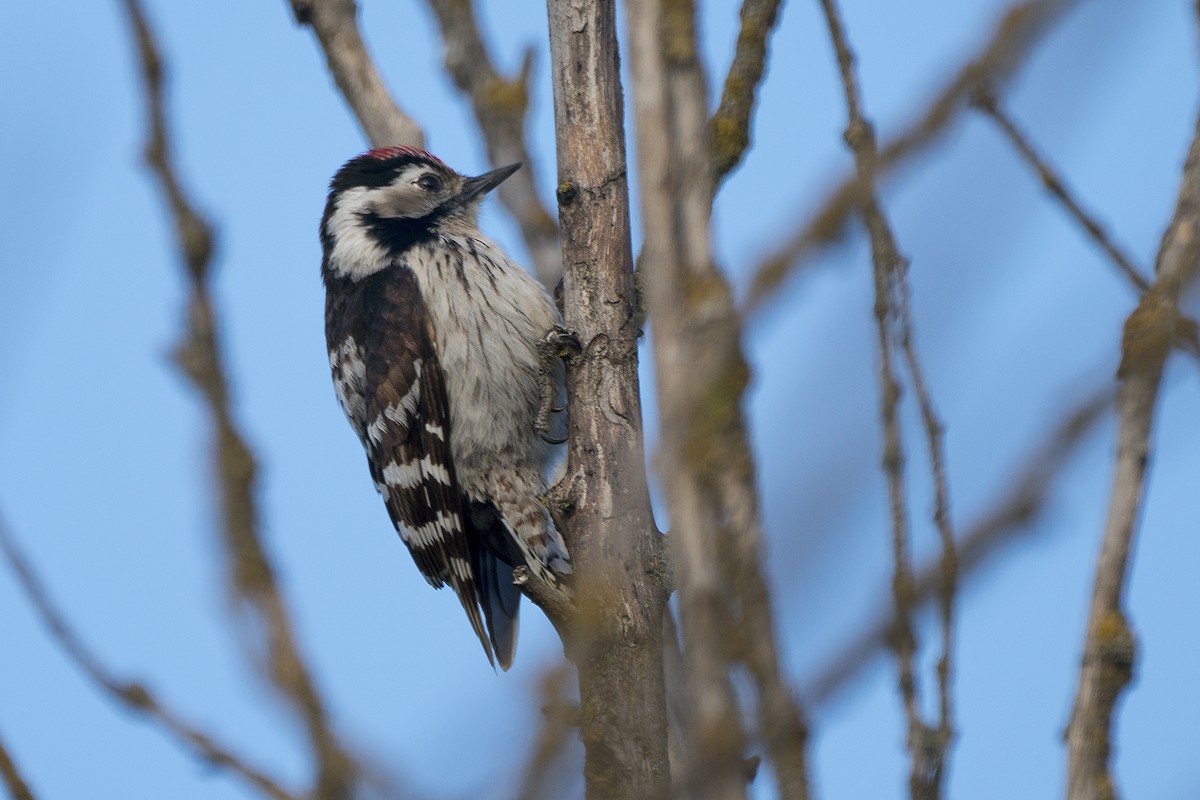 Lesser Spotted Woodpecker - Miguel Rouco