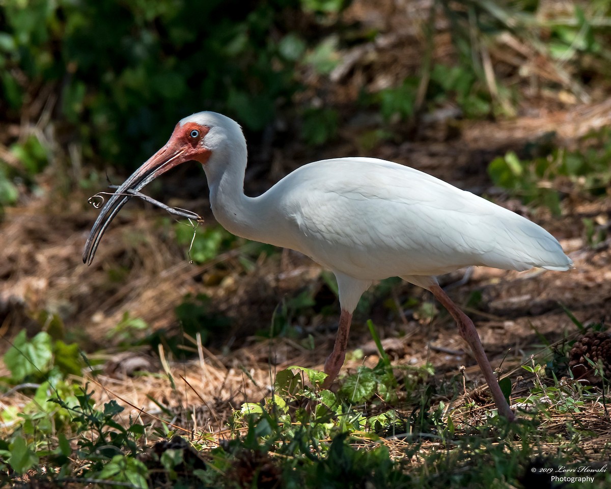 Ibis Blanco - ML180330401