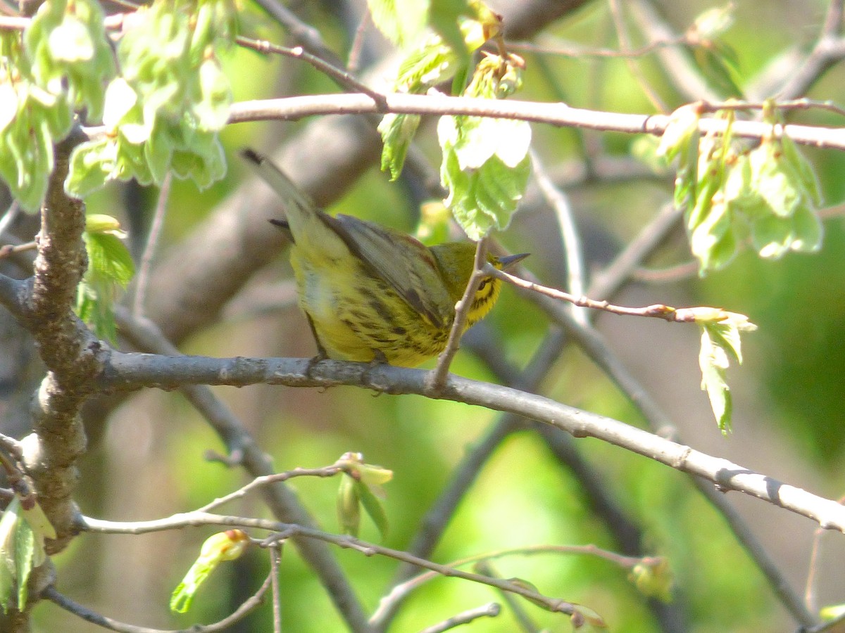 Prairie Warbler - ML180330461