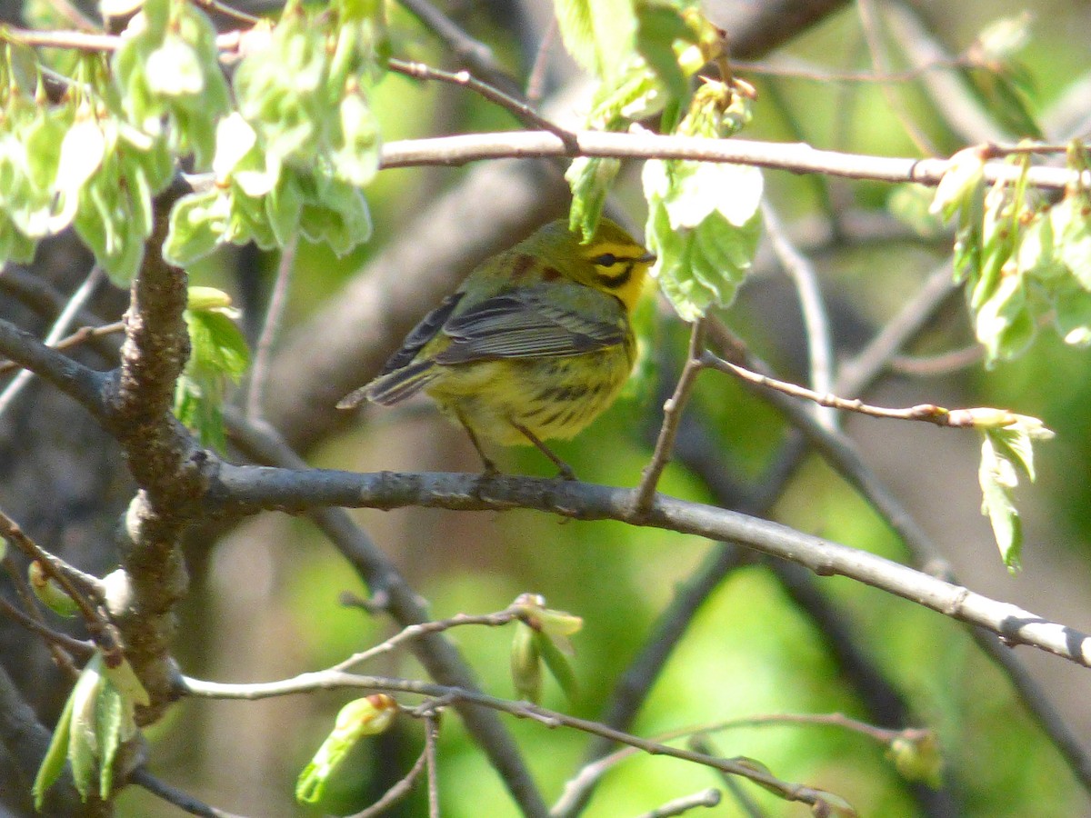 Prairie Warbler - ML180330481