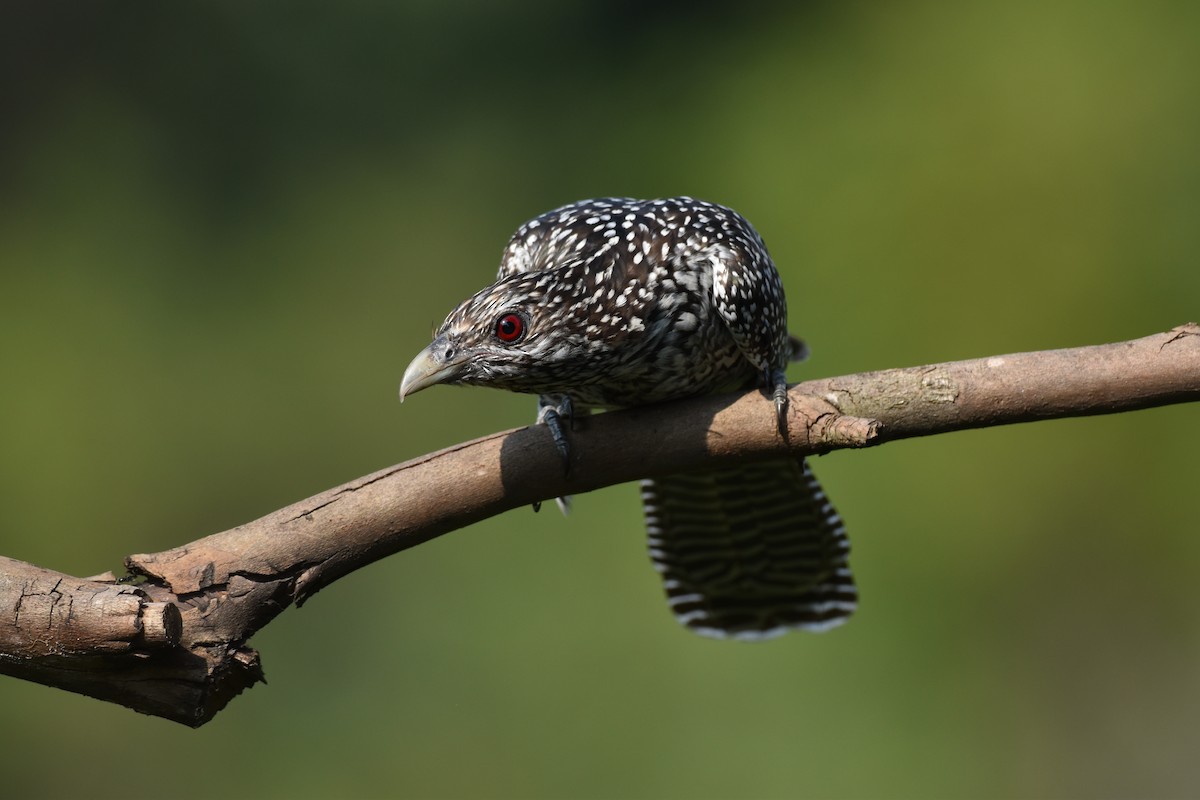 Asian Koel - ML180330691