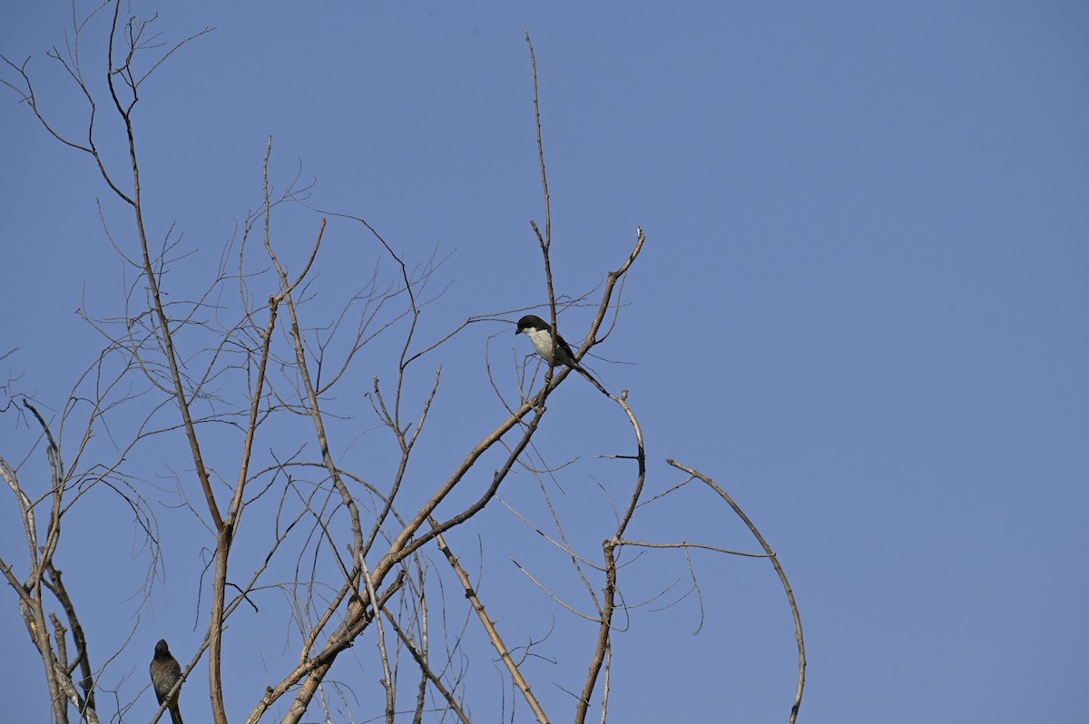 Southern Fiscal (Southern) - ML180333321