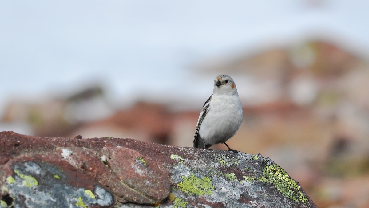 Snow Bunting - Jean-Louis  Carlo