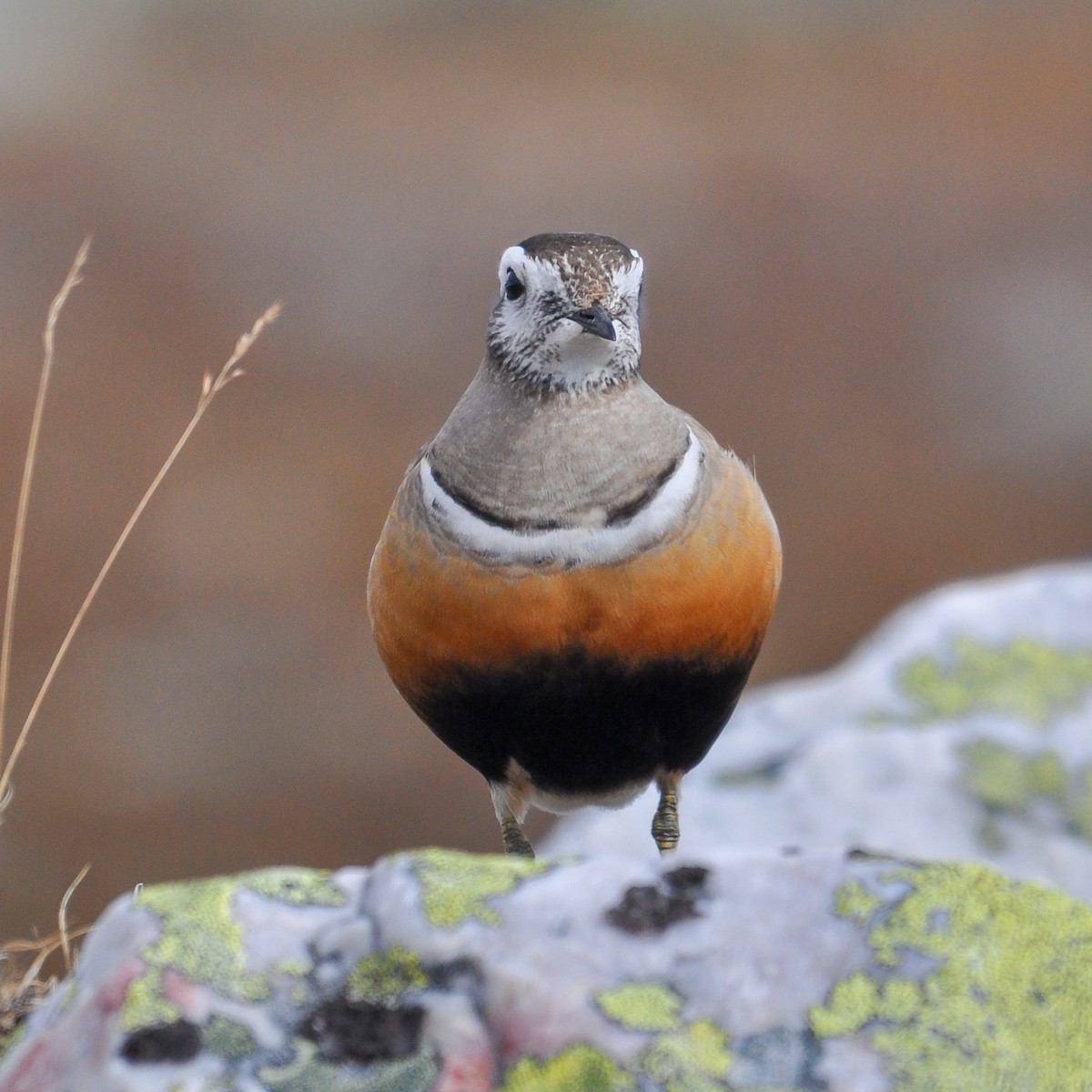 Eurasian Dotterel - Jean-Louis  Carlo