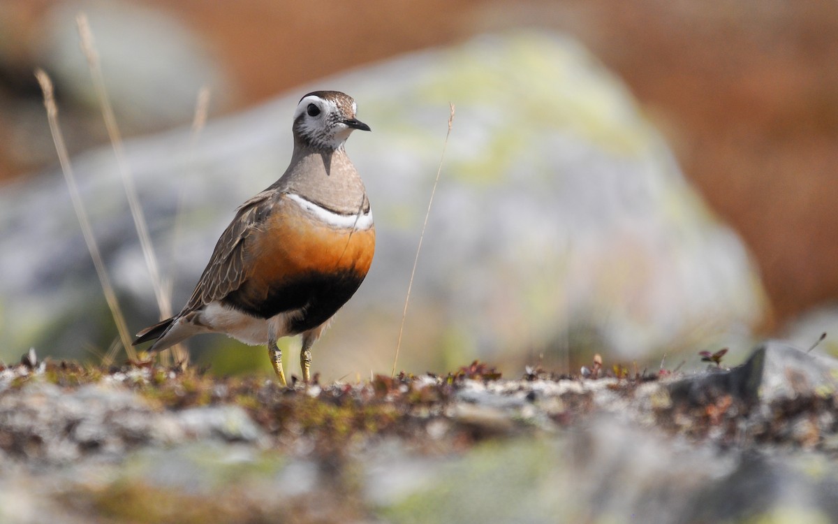 Eurasian Dotterel - Jean-Louis  Carlo