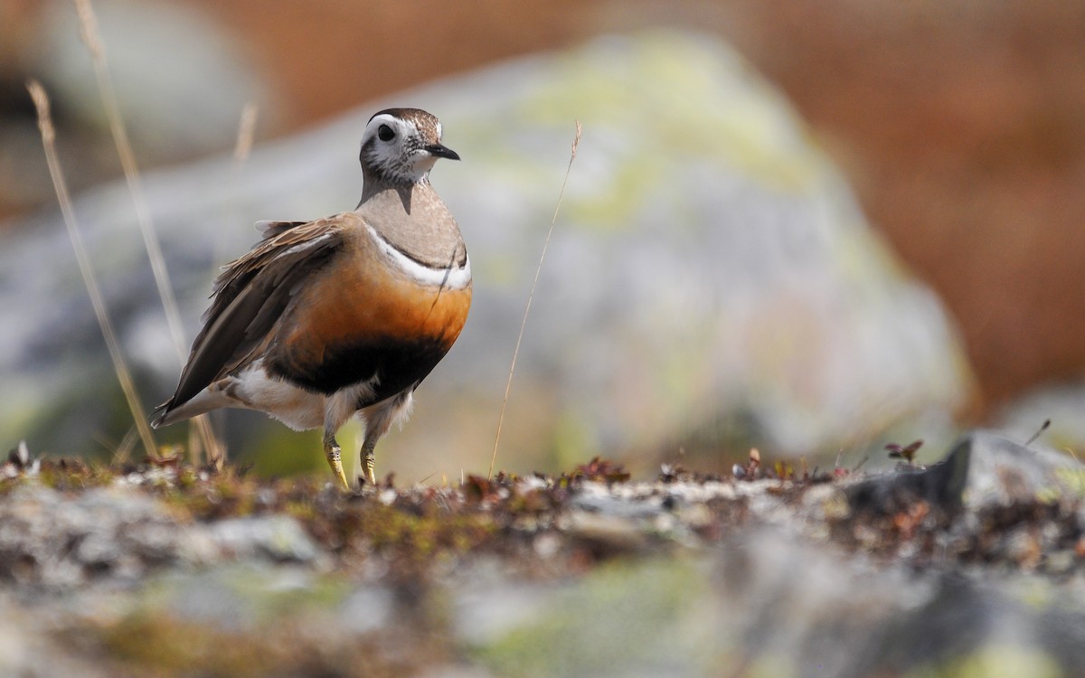 Eurasian Dotterel - Jean-Louis  Carlo