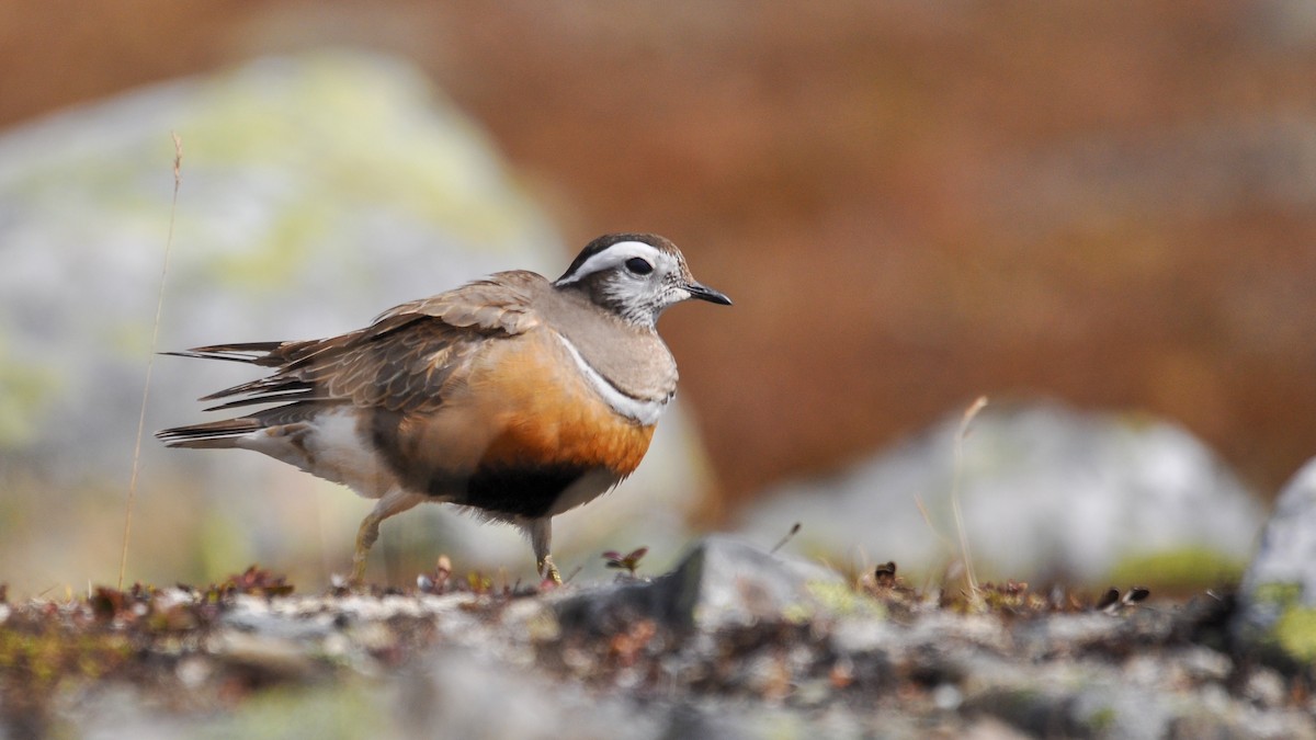 Eurasian Dotterel - Jean-Louis  Carlo