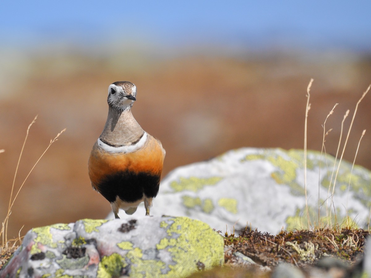 Eurasian Dotterel - ML180334761