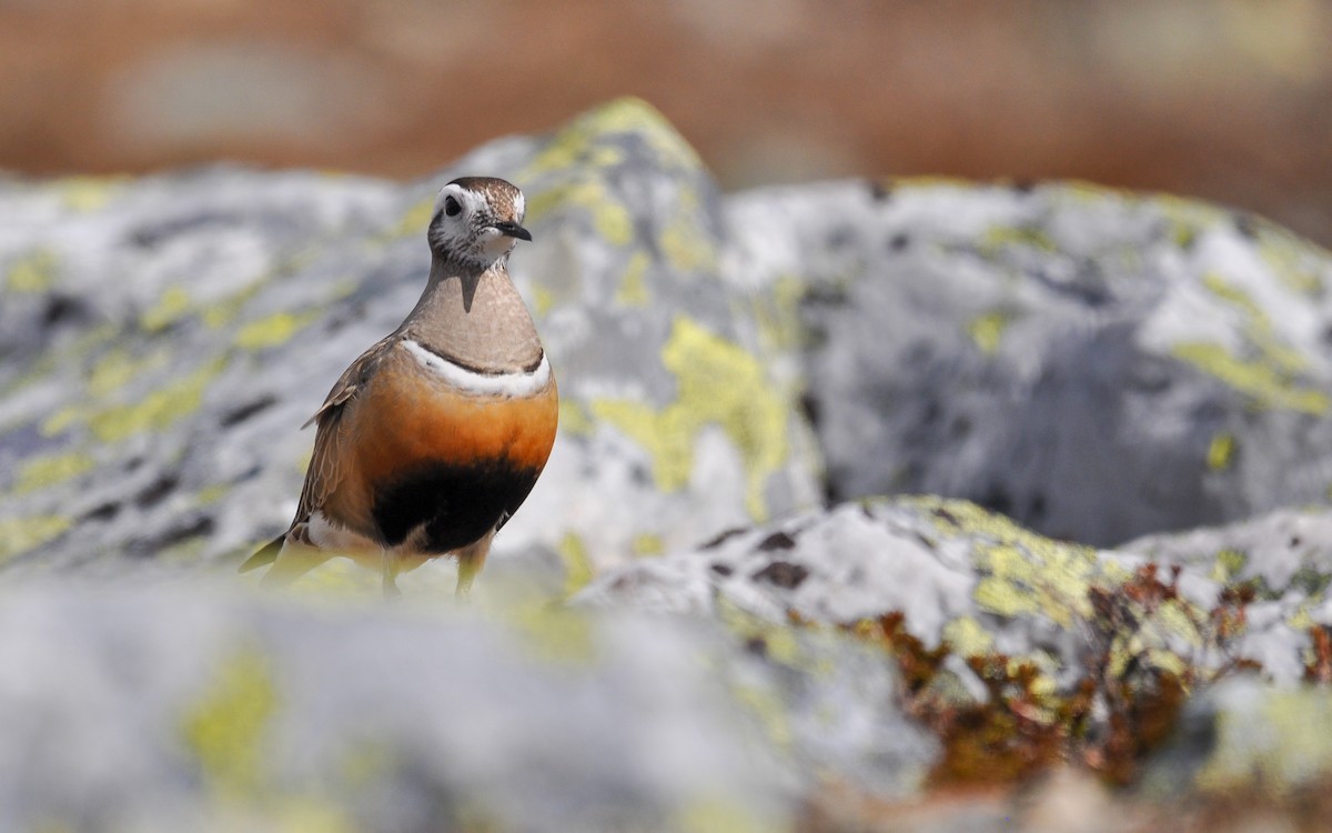 Eurasian Dotterel - ML180334771