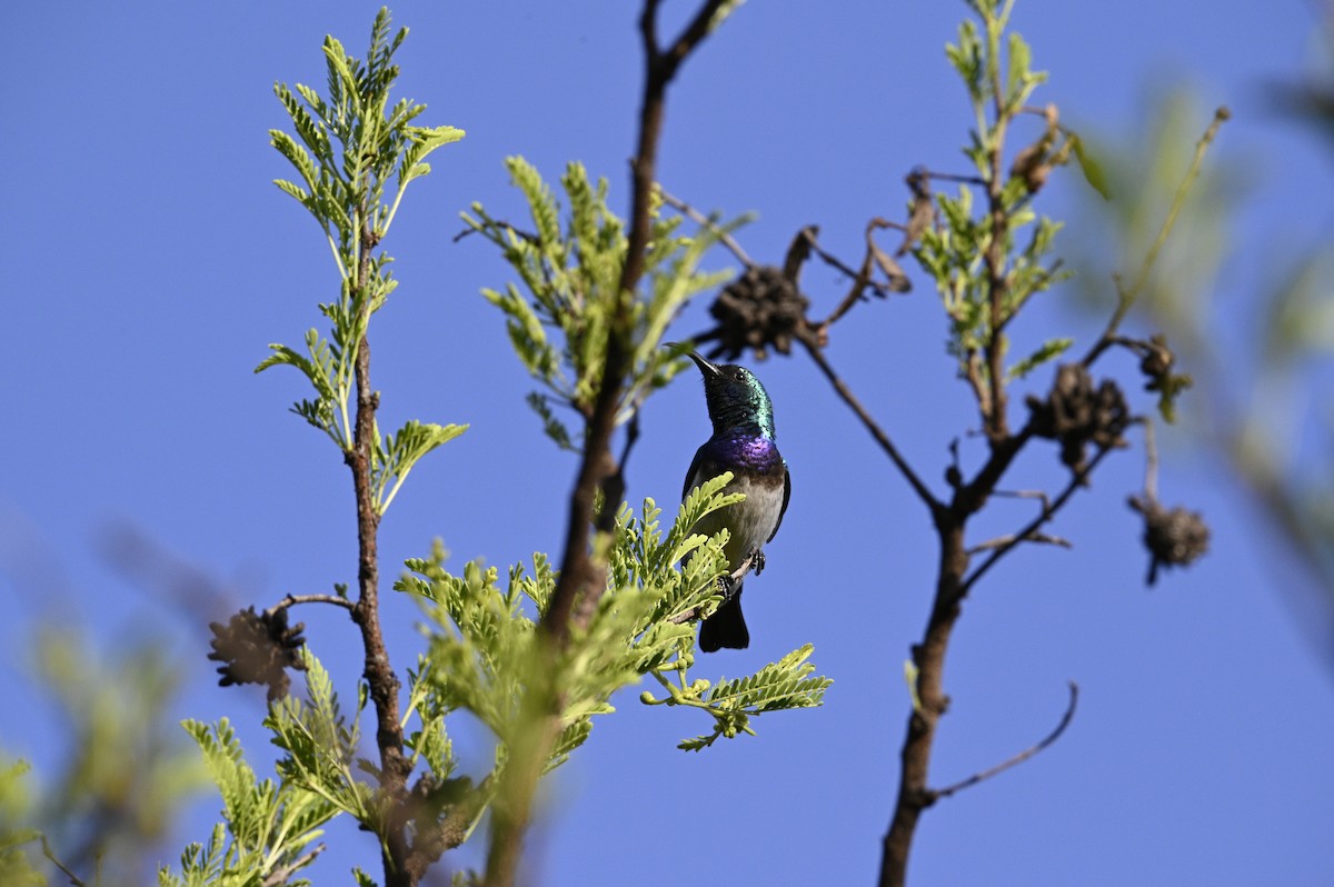 Weißbauch-Nektarvogel - ML180335321