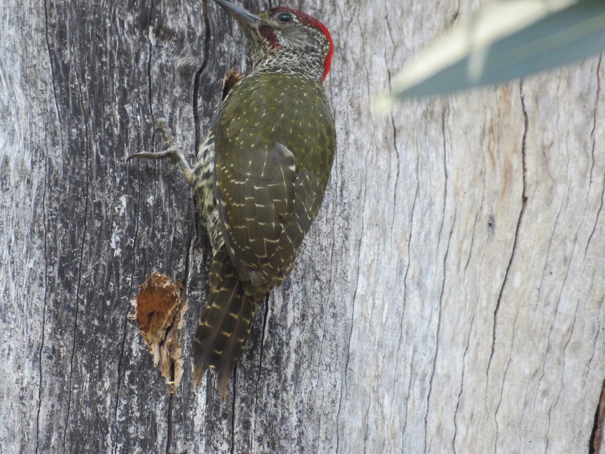 Knysna Woodpecker - ML180335441