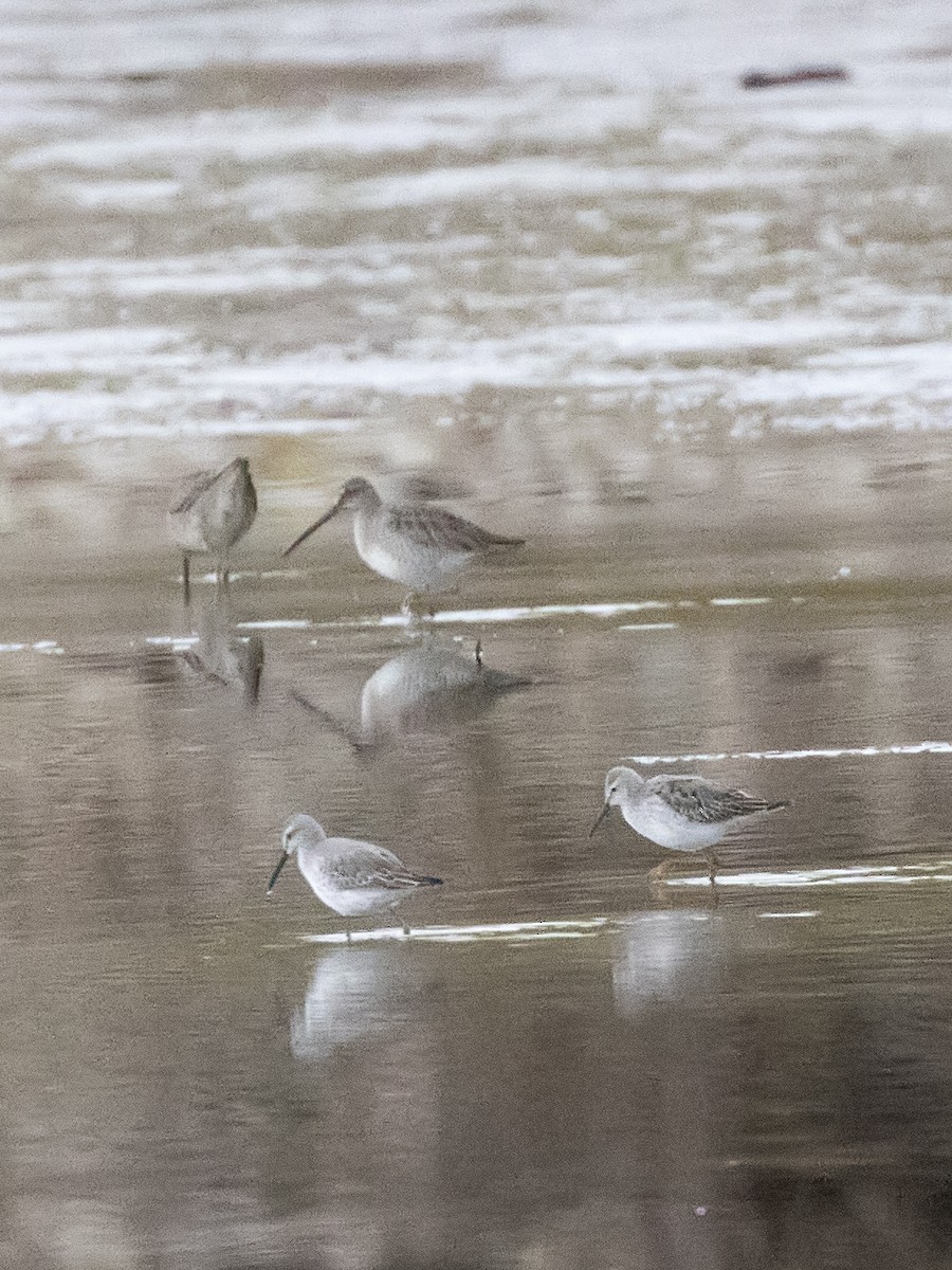 Stilt Sandpiper - ML180337301