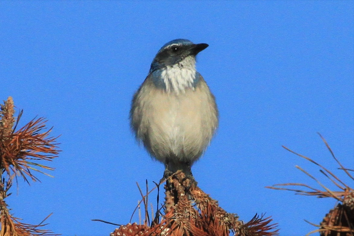 California Scrub-Jay - Kent Forward