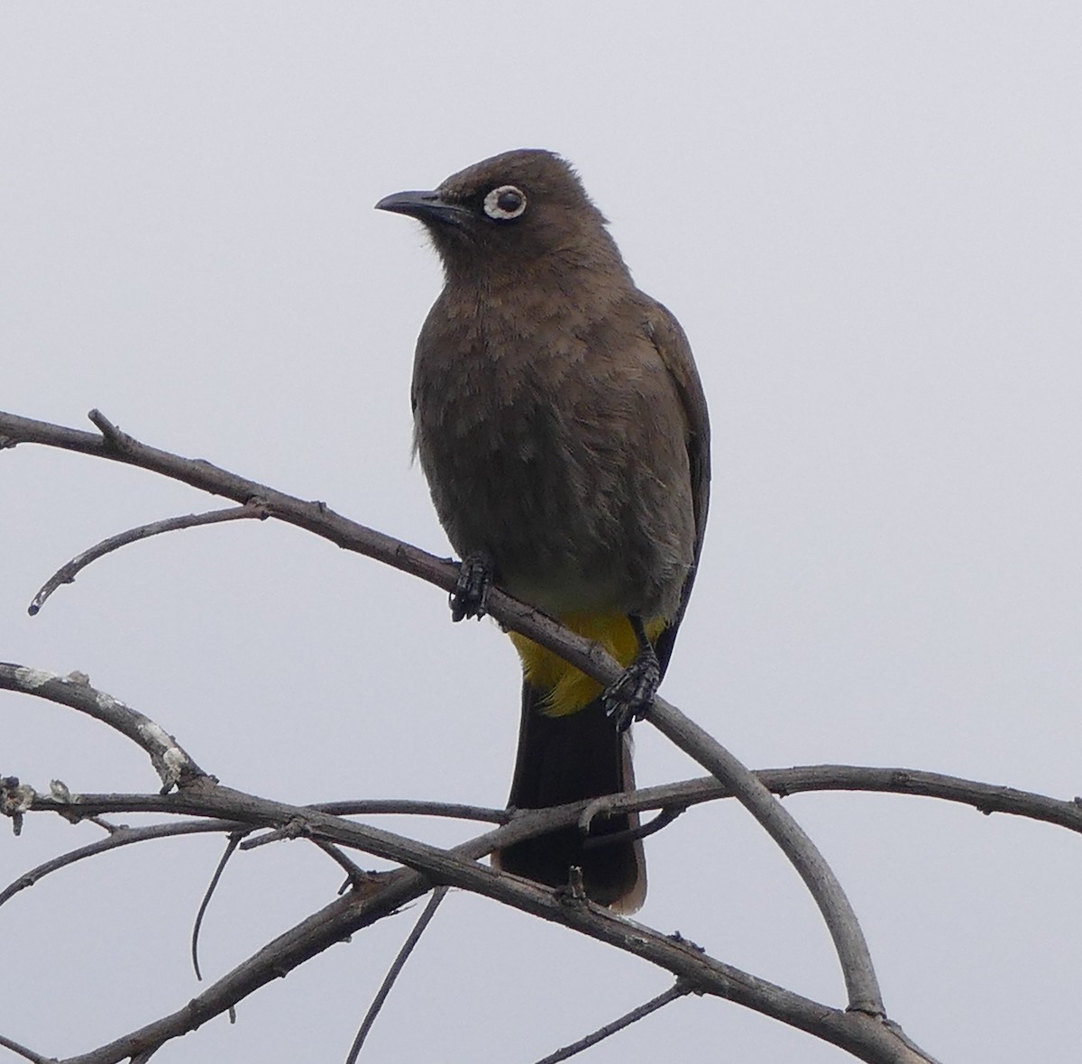 Cape Bulbul - ML180343511