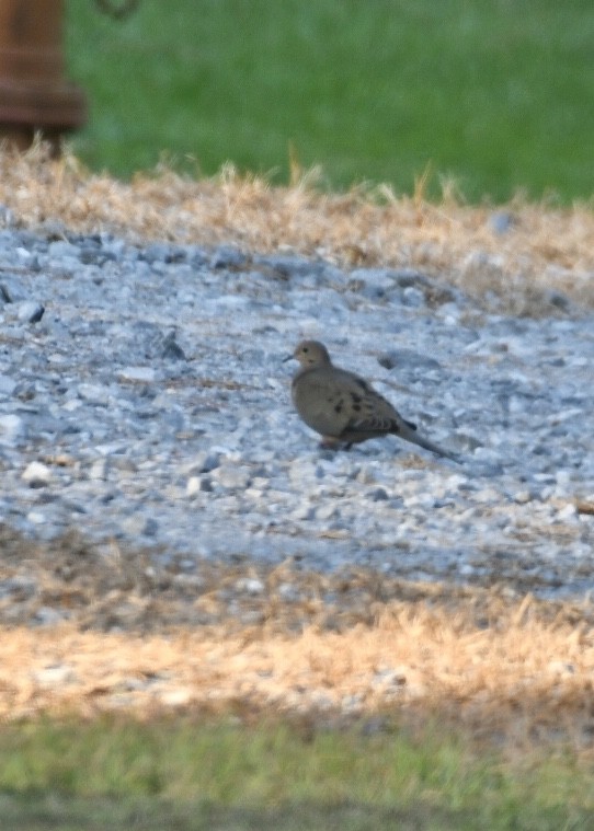 Mourning Dove - ML180343941