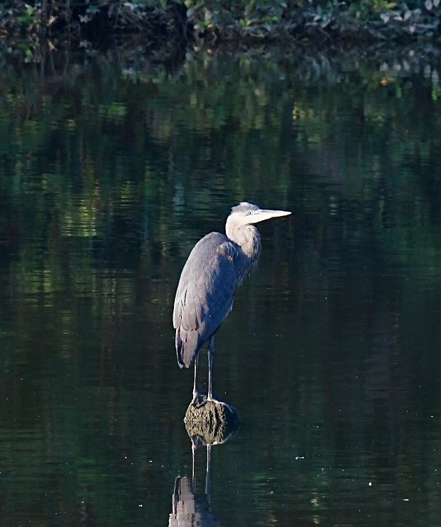 Great Blue Heron - ML180344001