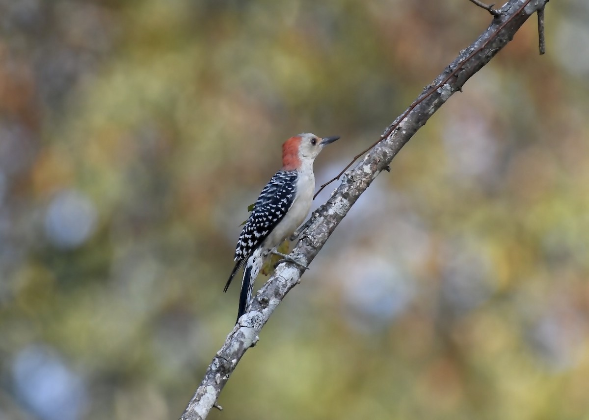 Red-bellied Woodpecker - ML180344161