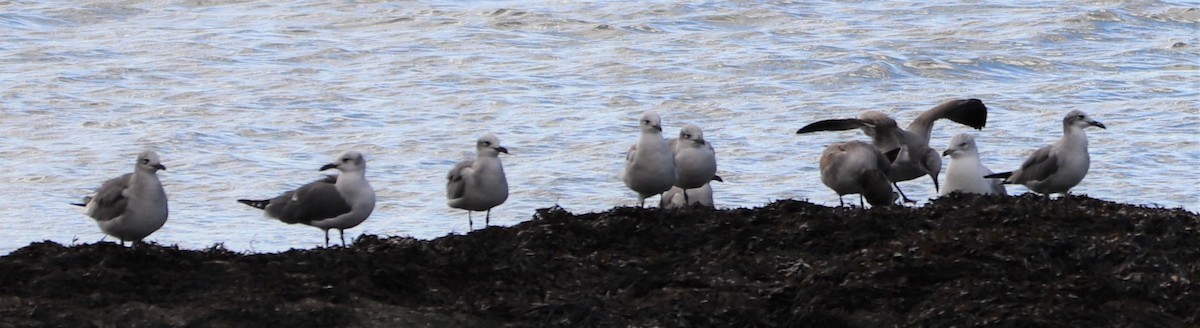 Mouette atricille - ML180344211