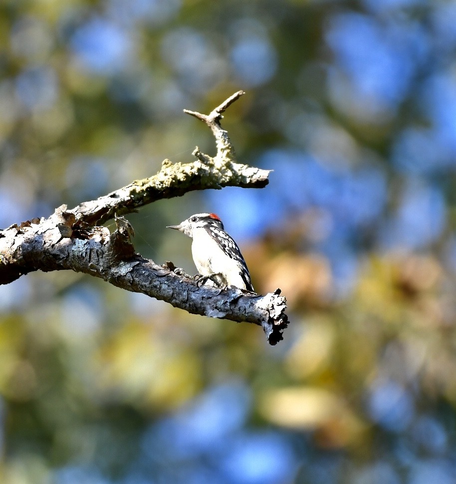 Downy Woodpecker - ML180344441