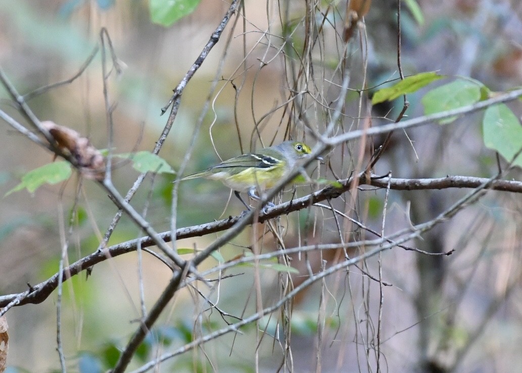 Ak Gözlü Vireo - ML180344591