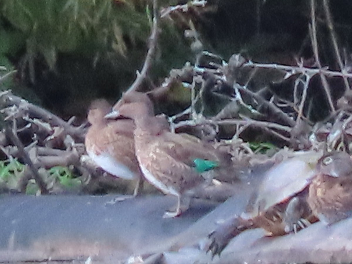 Green-winged Teal - ML180344631