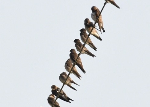 Northern Rough-winged Swallow - ML180344721