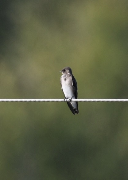 Northern Rough-winged Swallow - ML180344731