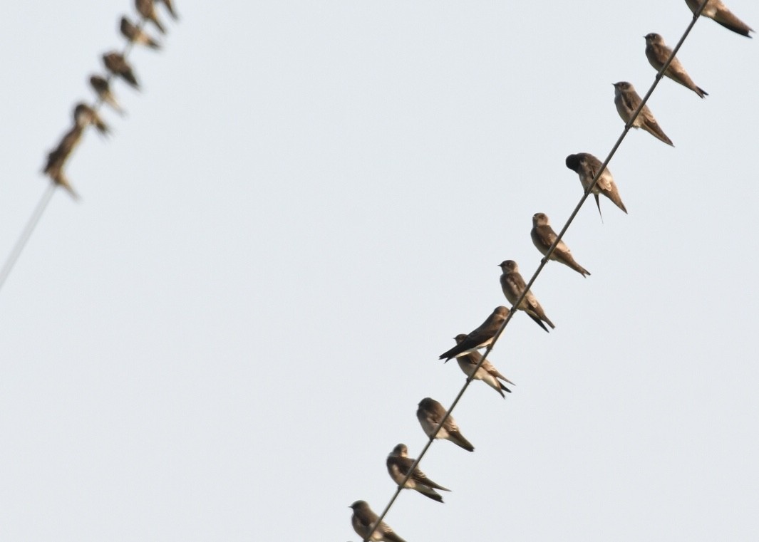 Northern Rough-winged Swallow - ML180344741