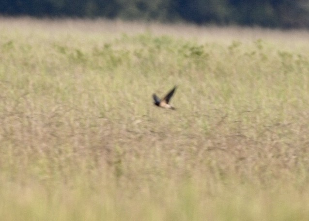 Barn Swallow - ML180344791