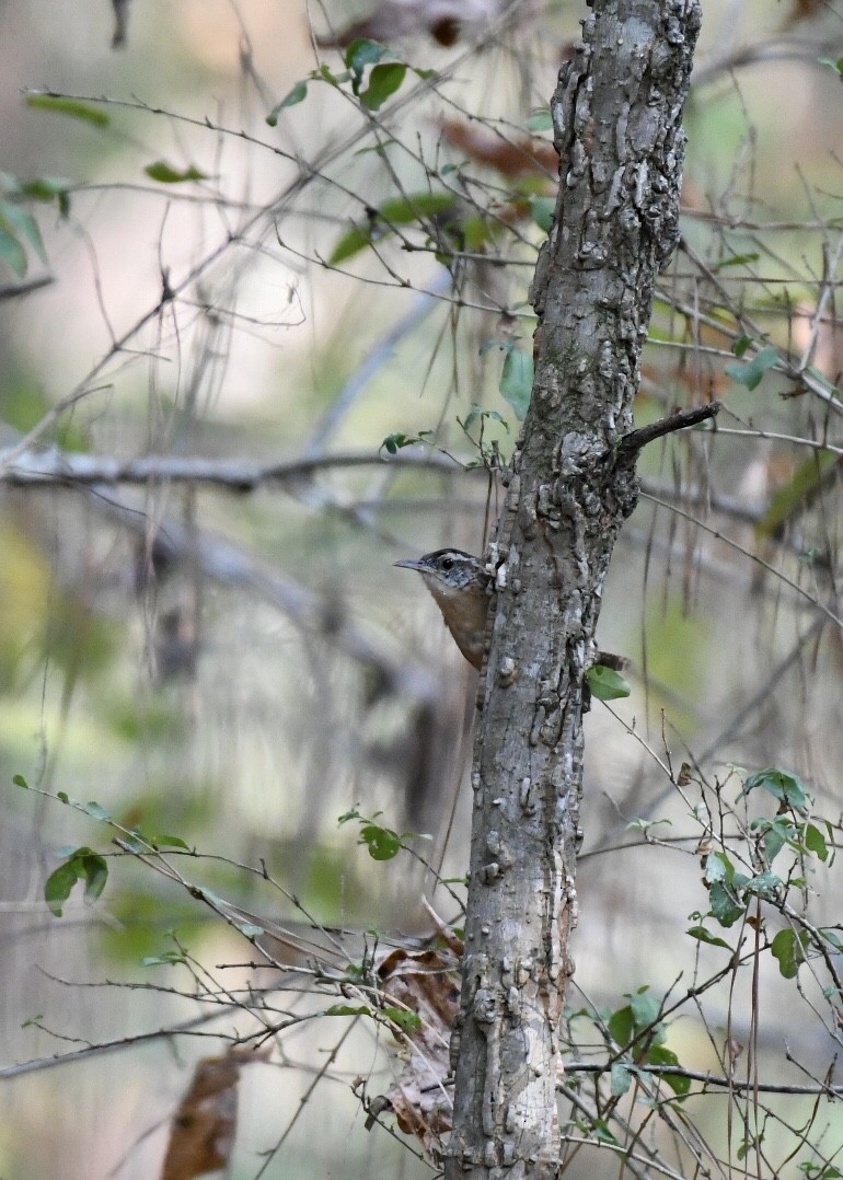 Carolina Wren - ML180344891