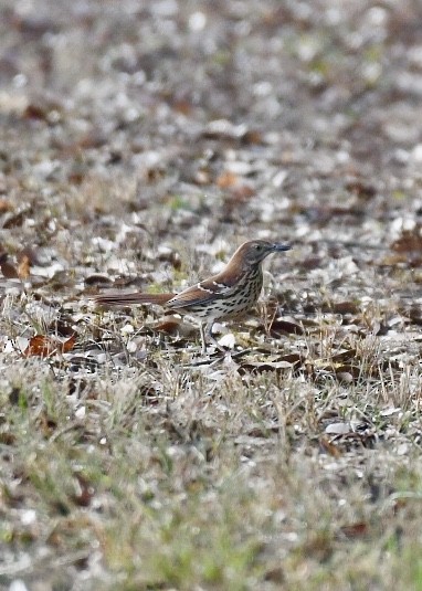 Brown Thrasher - ML180344931