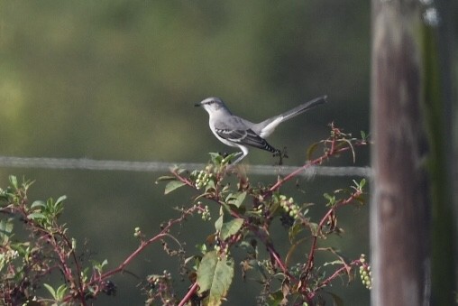 Northern Mockingbird - ML180344971