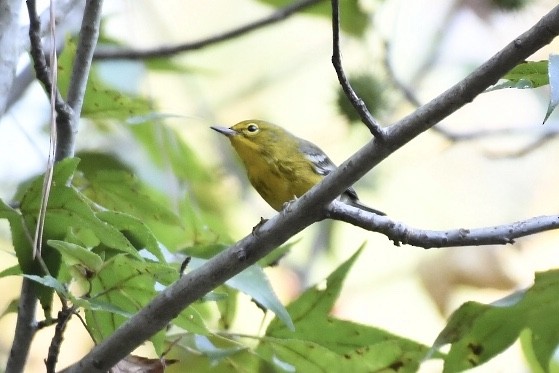 Pine Warbler - ML180345111