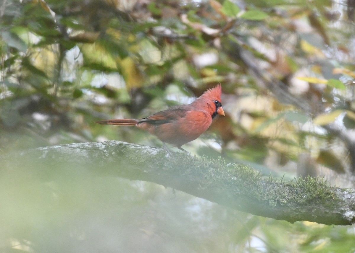 Northern Cardinal - ML180345181