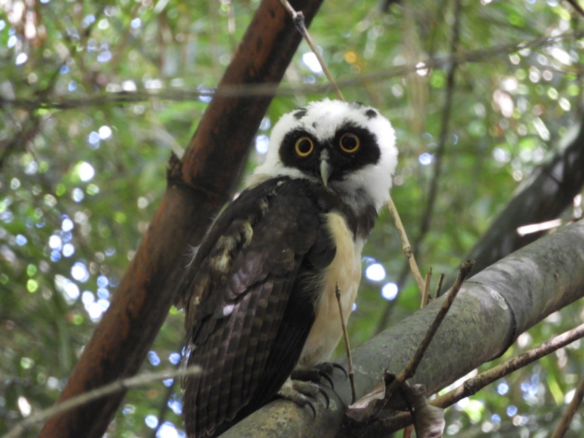 Spectacled Owl - ML180345541