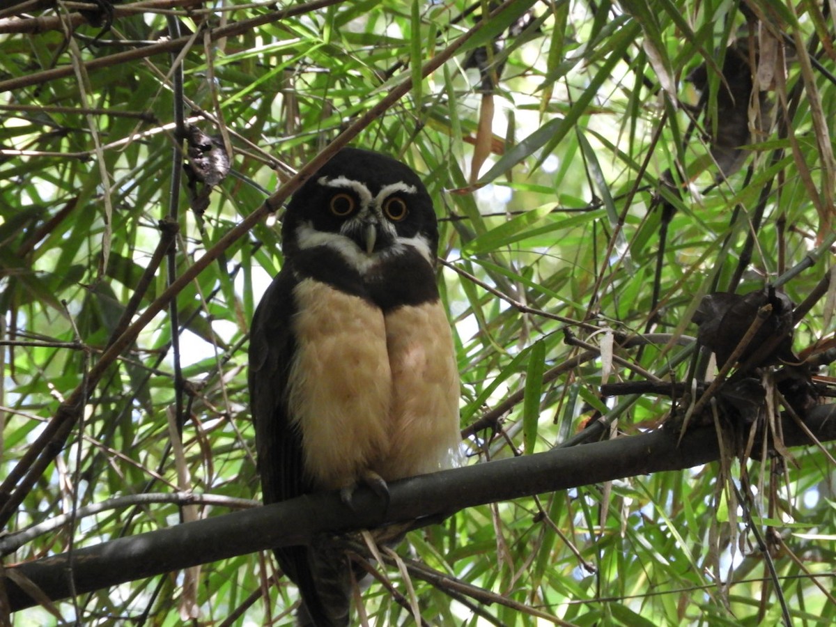 Spectacled Owl - ML180345551