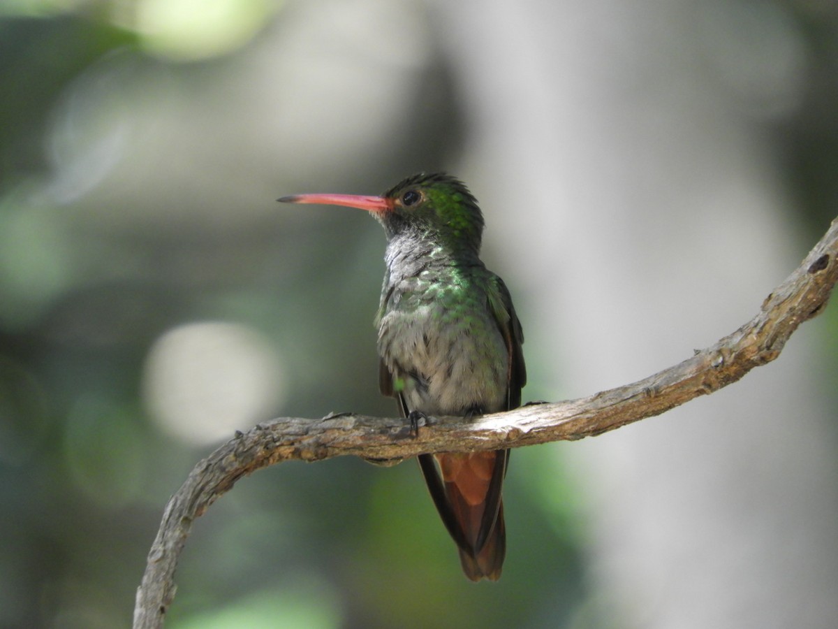 Rufous-tailed Hummingbird - ML180345831