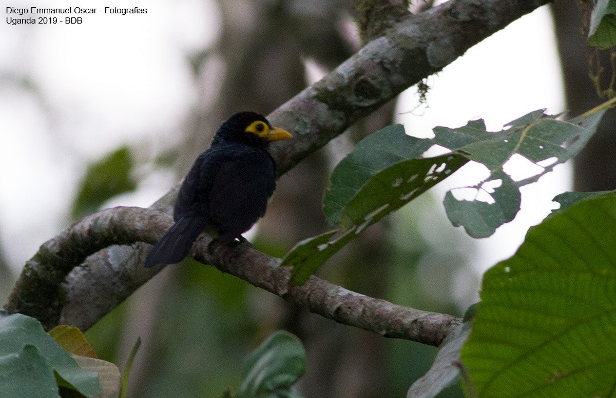 Yellow-billed Barbet - Diego Oscar / Sandpiper Birding & Tours