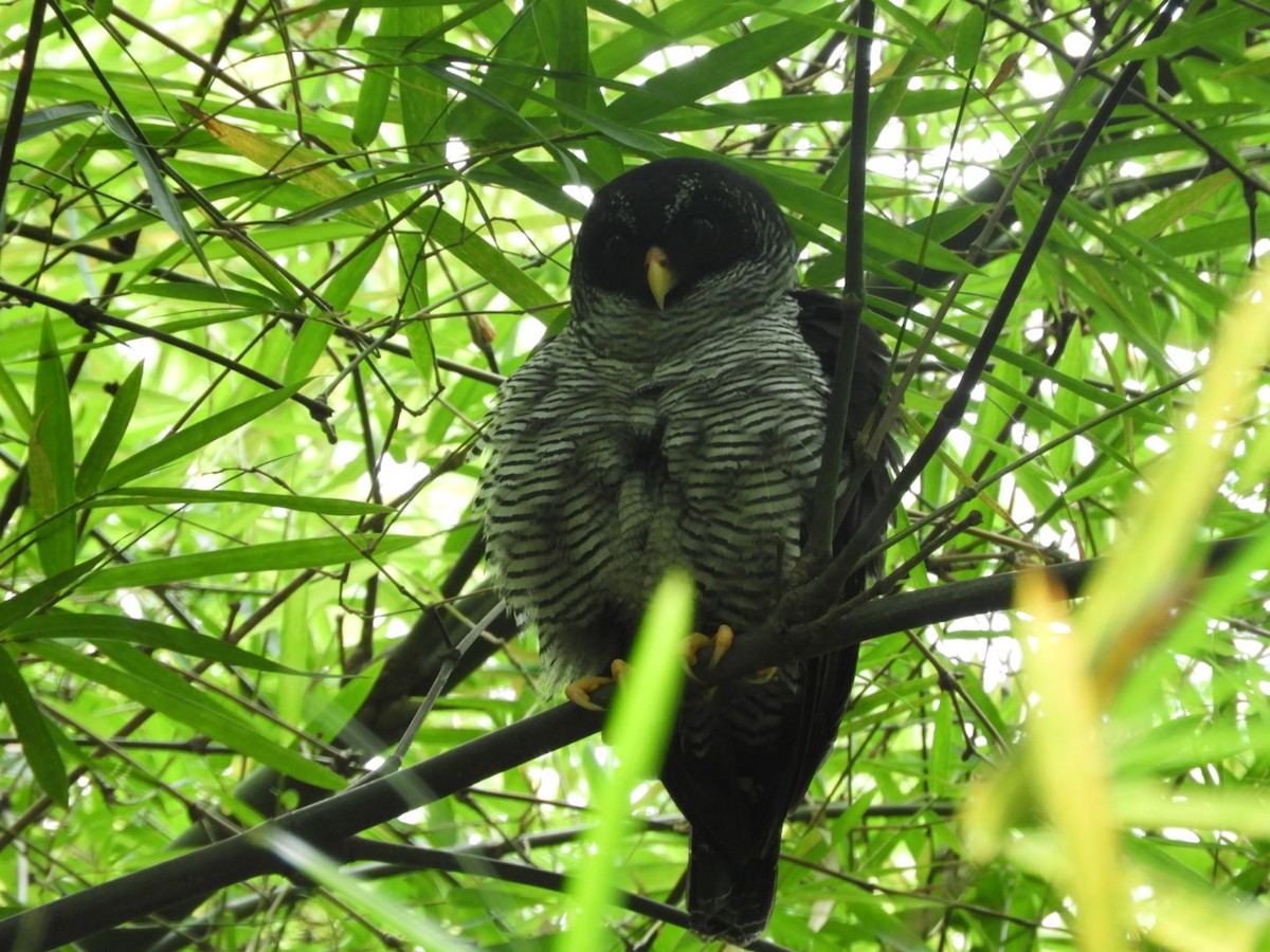 Black-and-white Owl - ML180345991