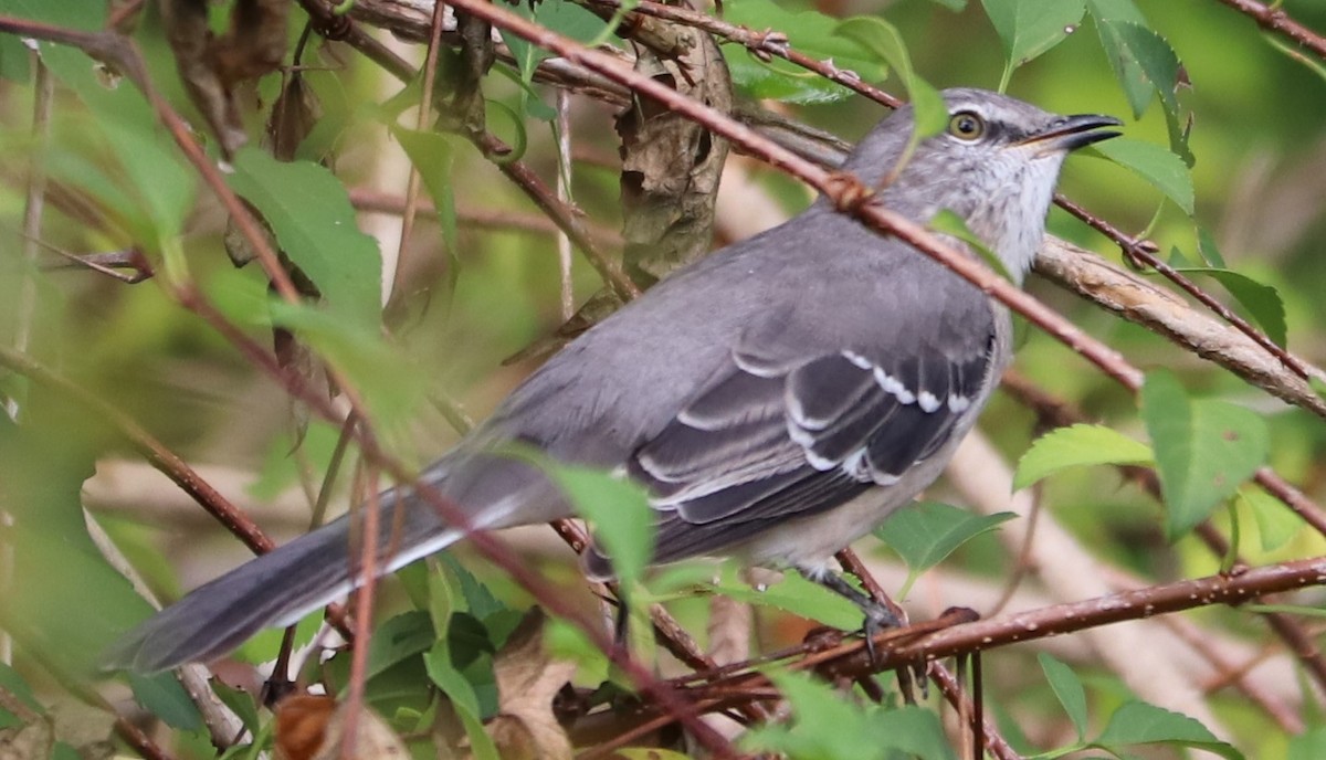 Northern Mockingbird - ML180346011