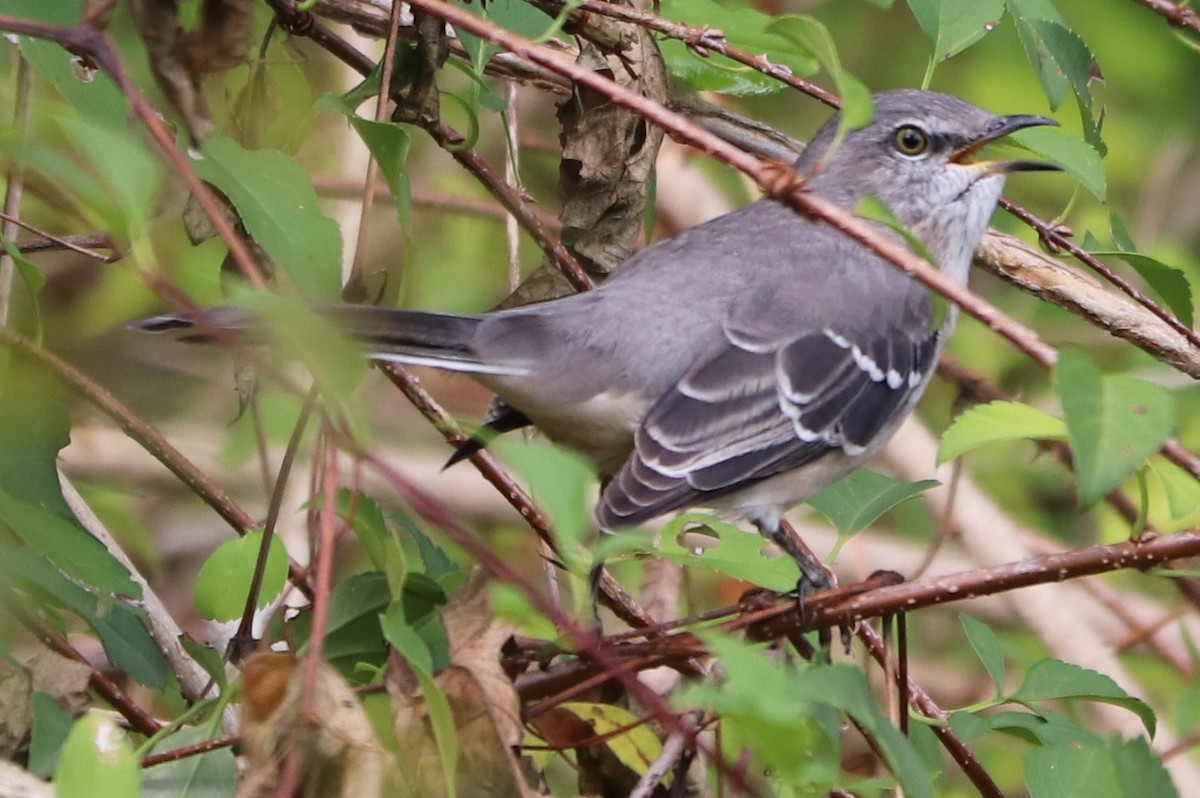 Northern Mockingbird - ML180346031