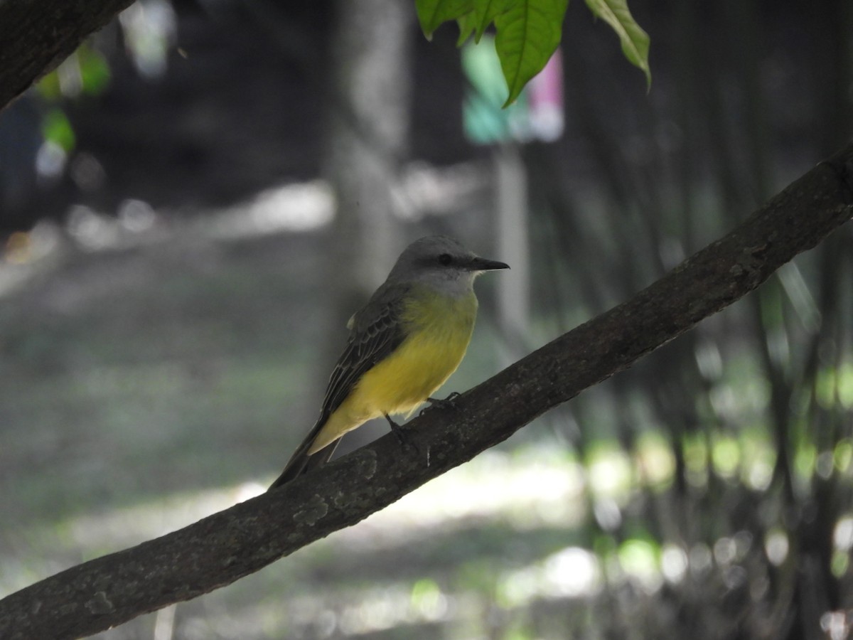 Tropical Kingbird - ML180346061