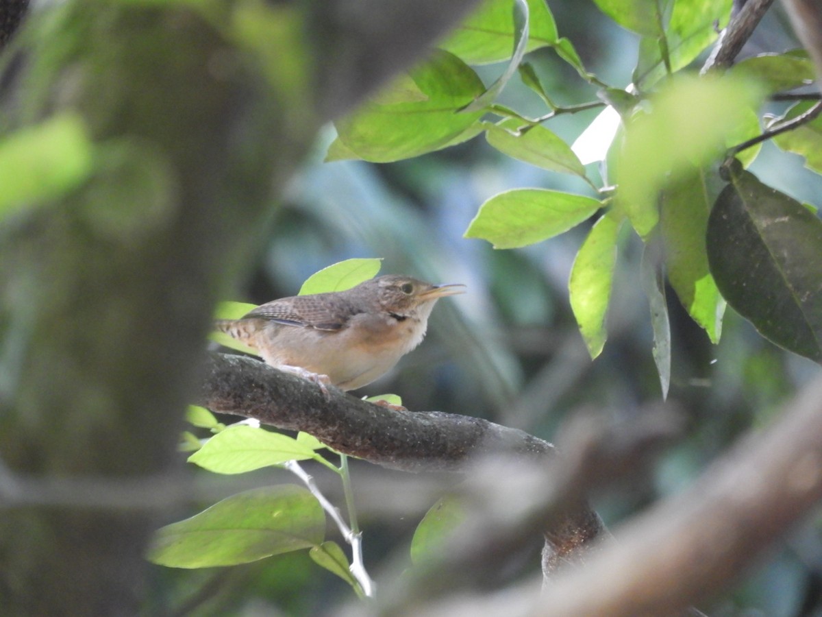 Southern House Wren - ML180346101