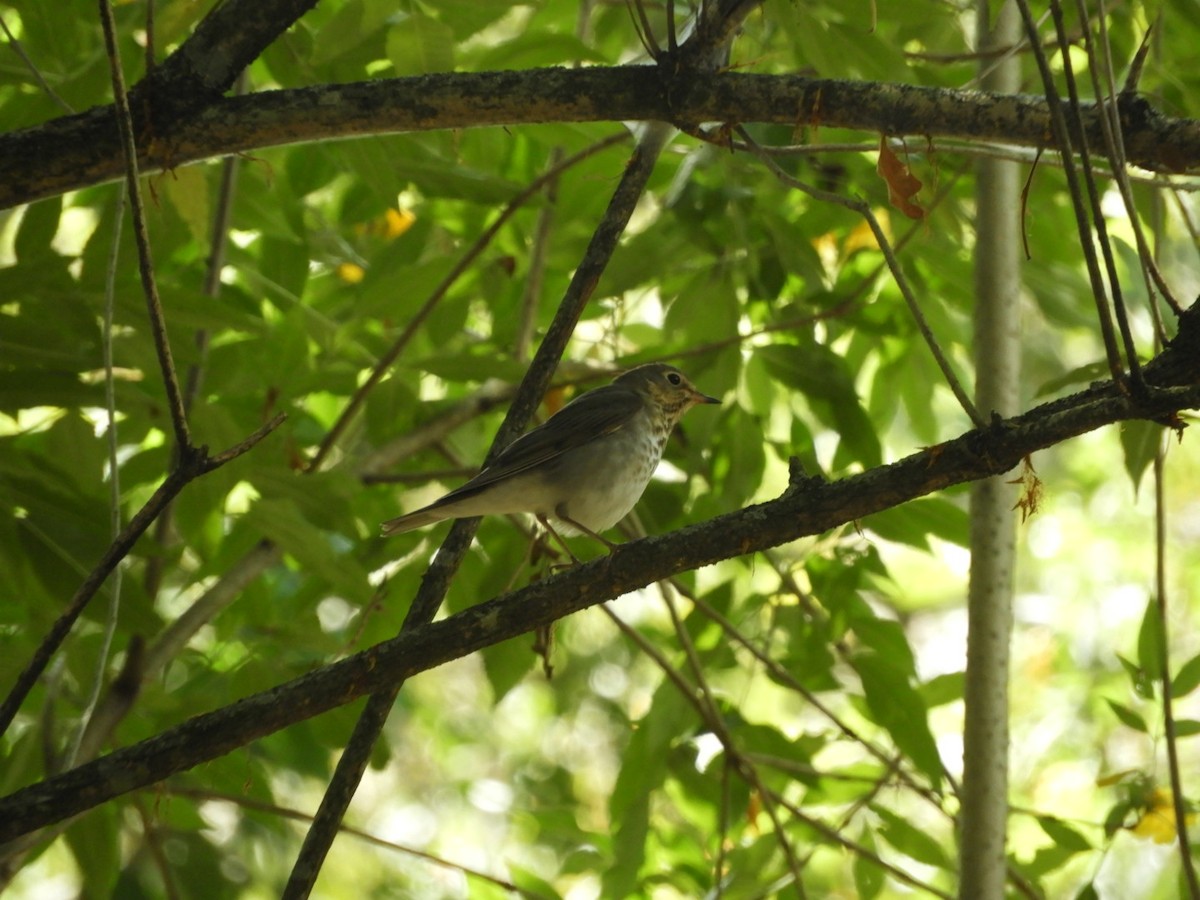 Swainson's Thrush - ML180346141