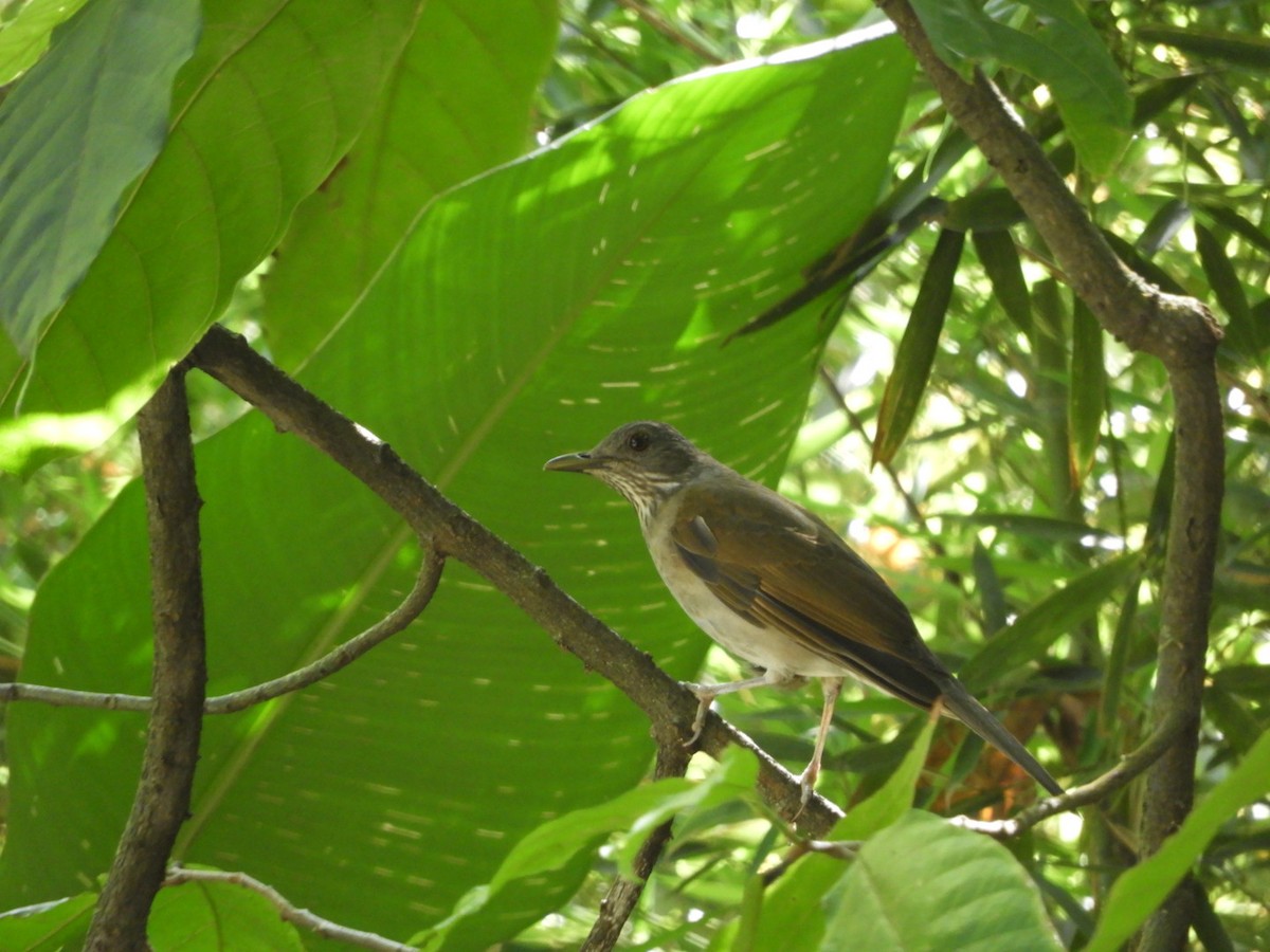 Pale-breasted Thrush - ML180346171