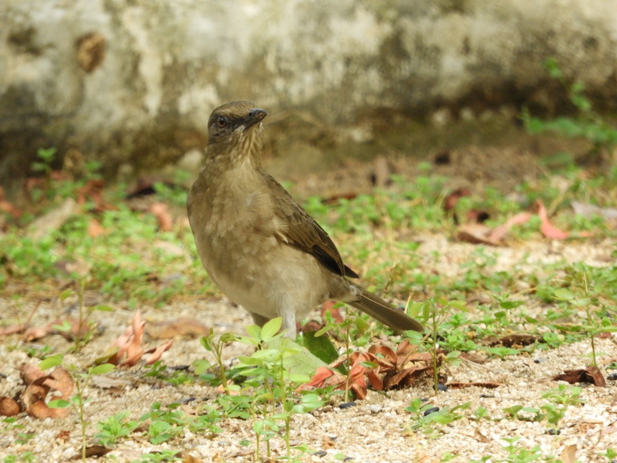Black-billed Thrush - ML180346221